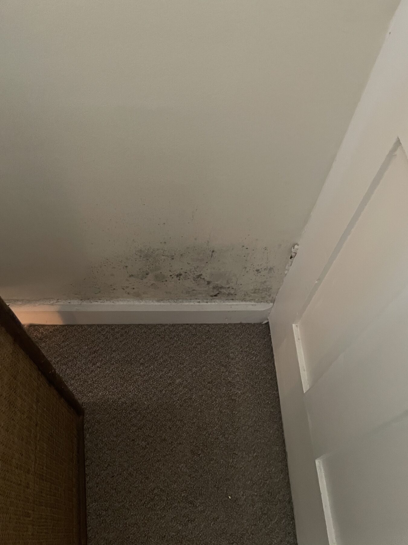 Black mould growth at ceiling and wall junction in a bedroom
