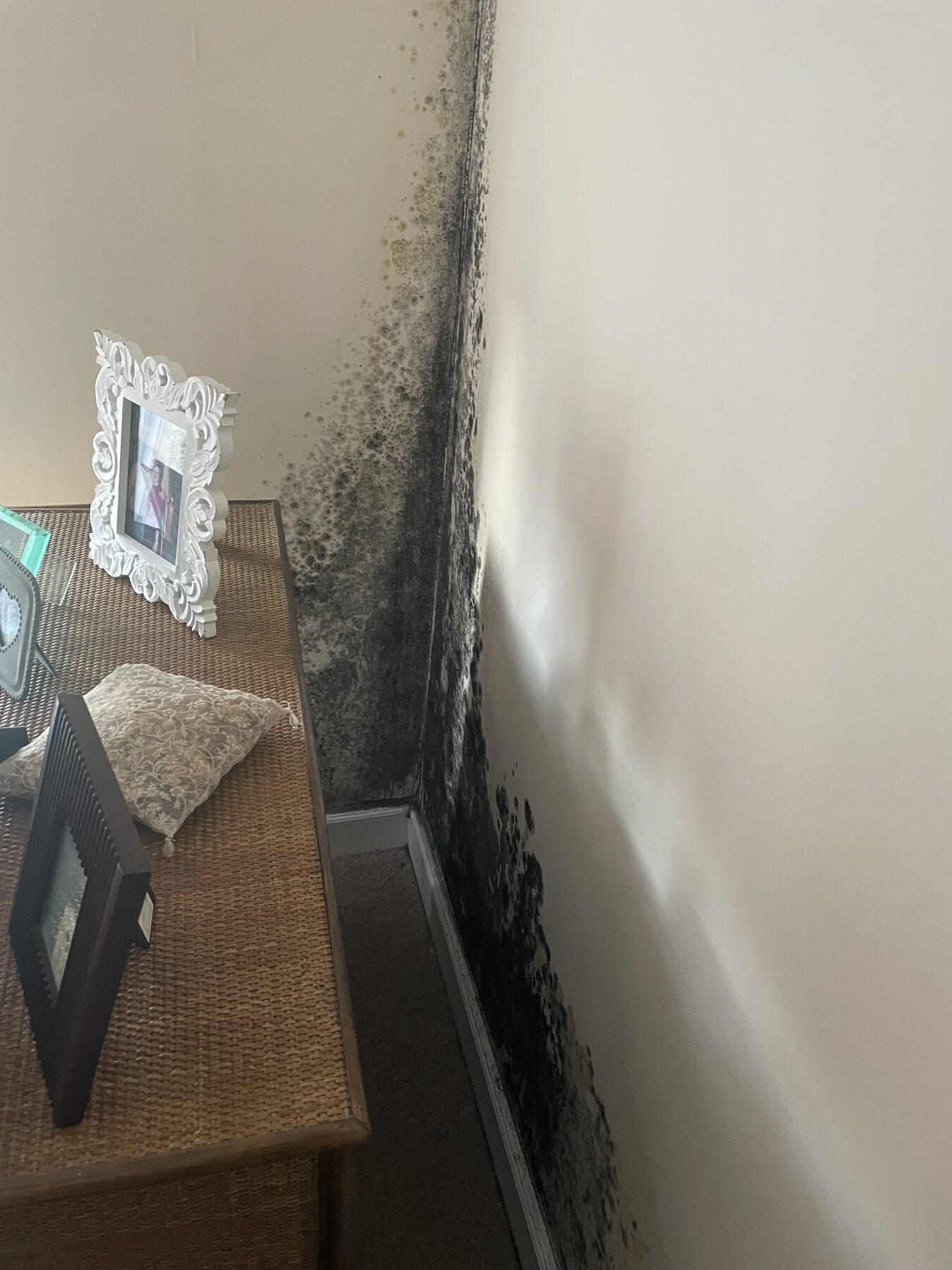 Extensive black mould covering a bedroom wall from floor to ceiling