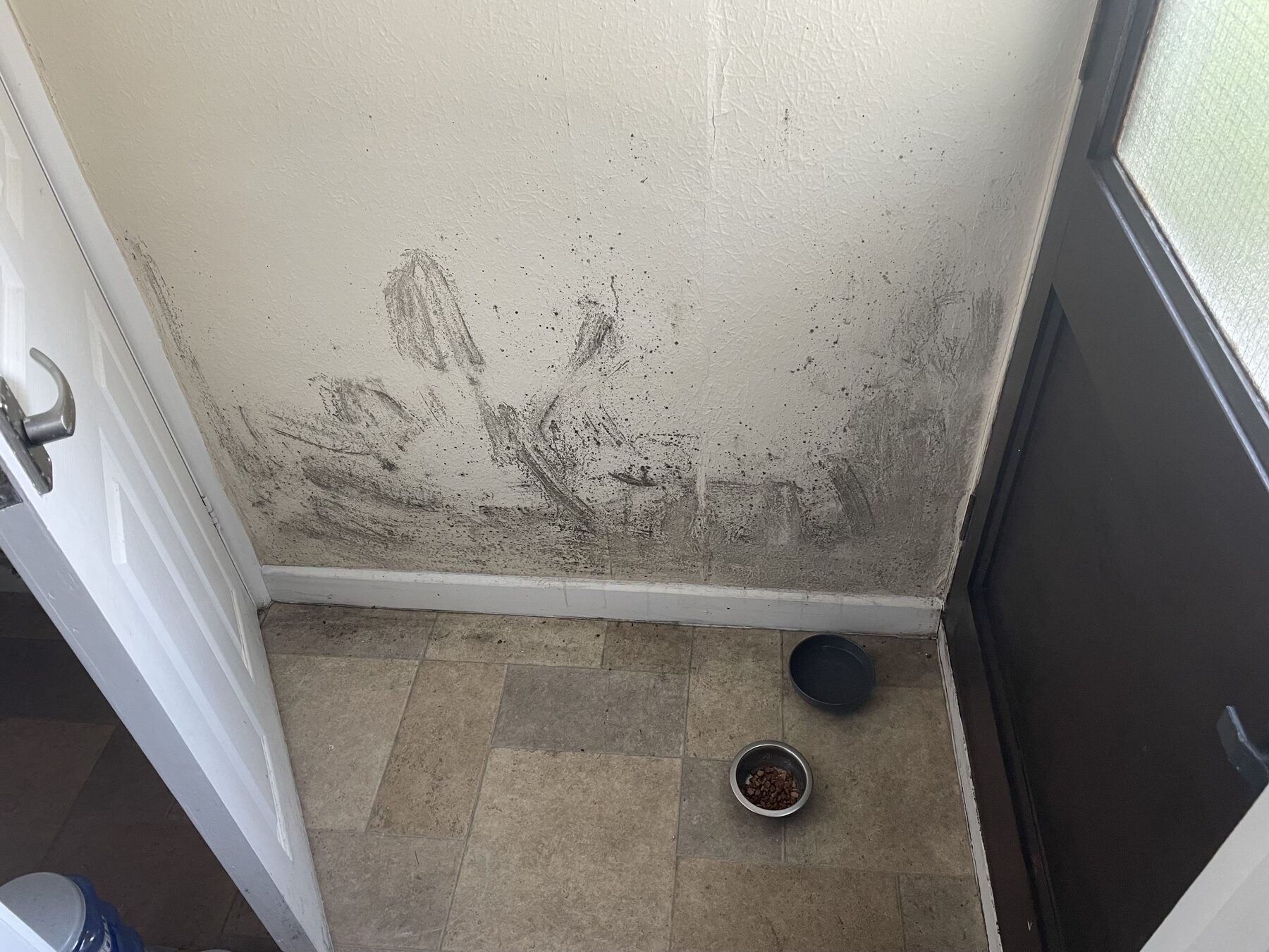 Heavy black mould growth on a wall near an external door