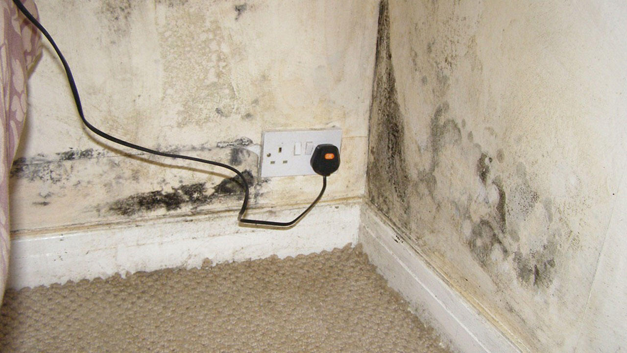 Professional Mould Removal in Norwich