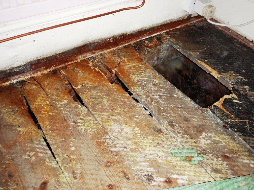 Dry rot fungal growth spreading across timber floorboards