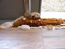 Wet rot fruiting body growing at base of door frame