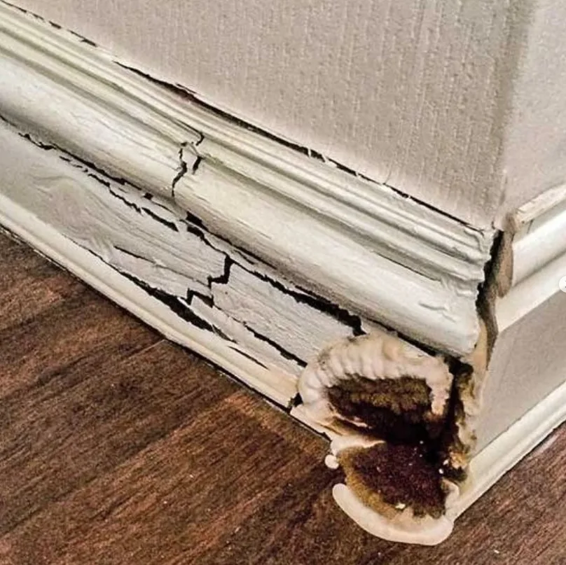 Wet rot fungal growth breaking through painted skirting board