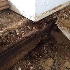 Wet rot decay on sub-floor timbers caused by persistent dampness