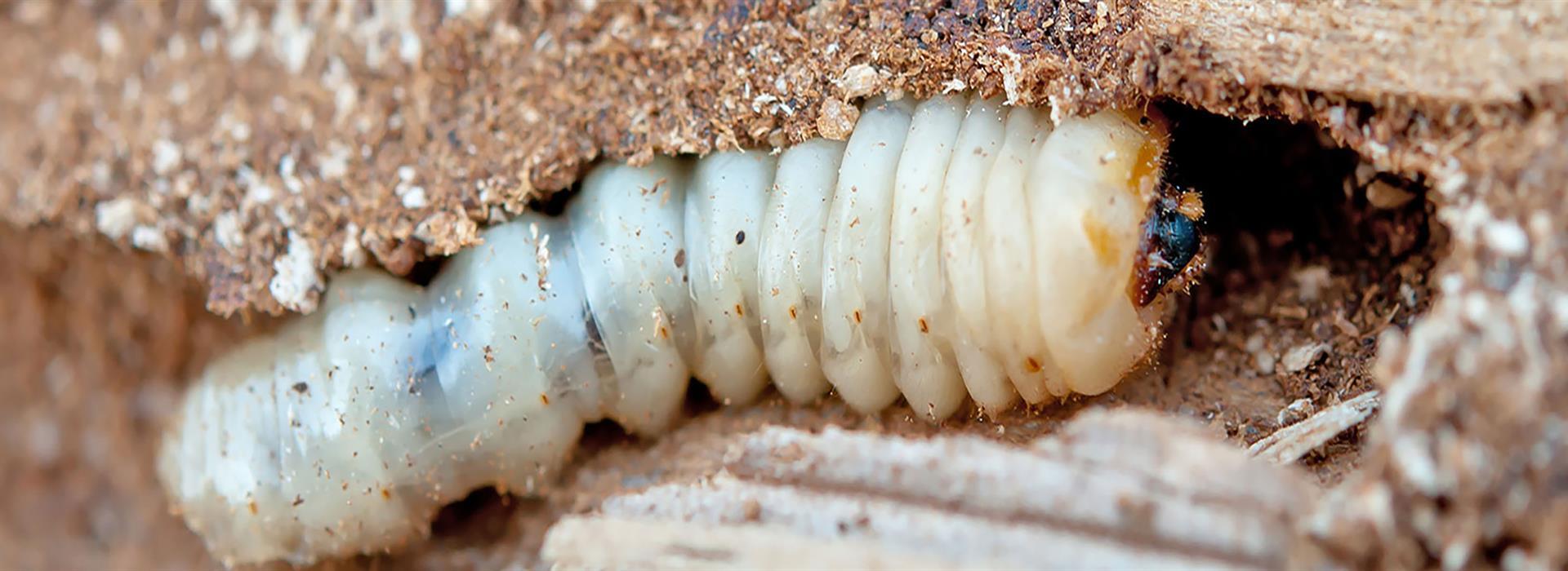 Wood-boring beetle larva inside damaged timber