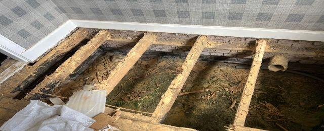 Woodworm-damaged floor joists exposed during inspection