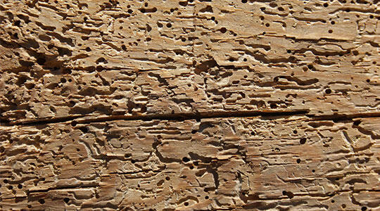 Extensive woodworm damage showing flight holes and tunnelling in timber